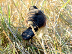 Centropus cupreicaudus