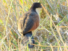 Centropus cupreicaudus