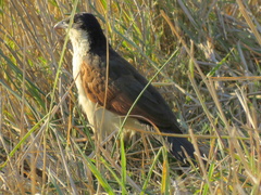 Centropus cupreicaudus