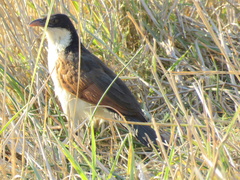 Centropus cupreicaudus