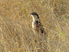 Centropus cupreicaudus