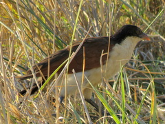 Centropus cupreicaudus
