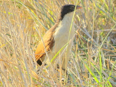 Centropus cupreicaudus