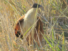 Centropus cupreicaudus