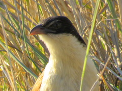 Centropus cupreicaudus