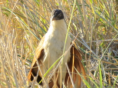 Centropus cupreicaudus