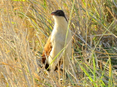 Centropus cupreicaudus