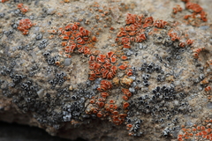 Polycauliona ludificans