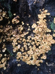 Xeromphalina