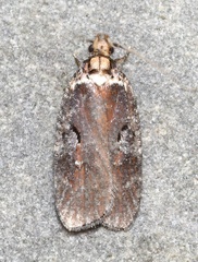 Agonopterix lythrella