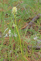 Toxicoscordion venenosum venenosum