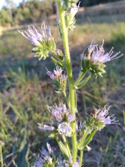 Echium lusitanicum