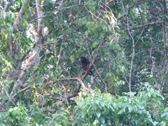 Alouatta