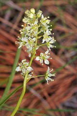 Toxicoscordion venenosum venenosum