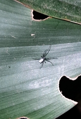 Leucauge