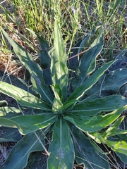 Echium lusitanicum