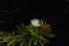 Calliandra selloi