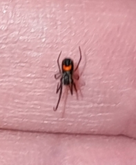 Leucauge