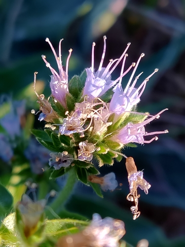 Image of Echium lusitanicum by (c) Carminda Santos, some rights reserved (CC BY)