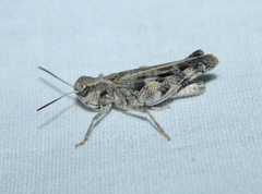 Encoptolophus costalis