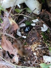 Anoplotrupes stercorosus