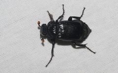 Nicrophorus nigrita