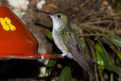 Elliotomyia viridicauda