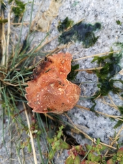 Carcinus maenas