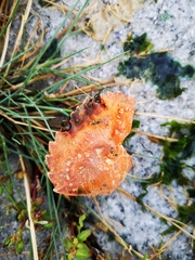 Carcinus maenas