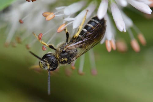 Orange-legged Furrow Bee