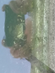 Carcinus maenas
