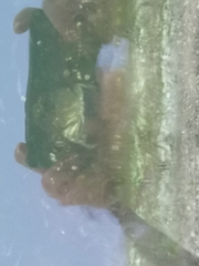 Carcinus maenas