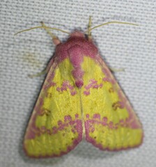 Psectrotarsia suavis