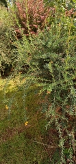 Berberis × stenophylla