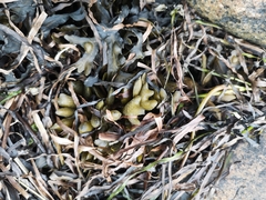 Fucus serratus