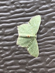 Chloropteryx tepperaria