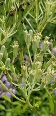 Arnoglossum