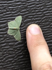 Chloropteryx tepperaria