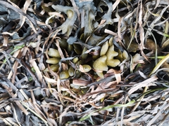 Fucus serratus