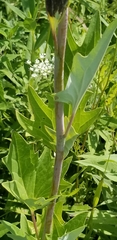 Arnoglossum
