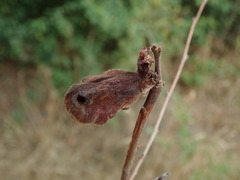 Eriosoma lanuginosum