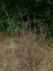 Eriosoma lanuginosum