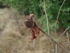 Eriosoma lanuginosum