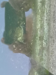 Carcinus maenas