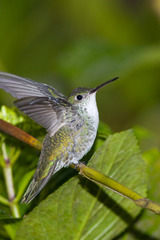 Elliotomyia viridicauda