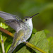 Green-and-white Hummingbird - Photo (c) Greg Lasley, some rights reserved (CC BY-NC), uploaded by Greg Lasley