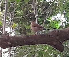 Turdus leucomelas