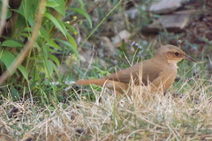 Furnarius rufus