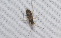 Ozophora occidentalis