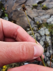 Carex norvegica